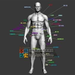 人體模型特 男 肌肉展示 模型