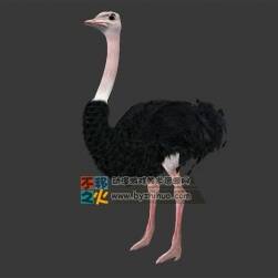 動物園之鴕鳥 Max模型 四邊面