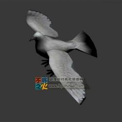 小海歐 Max模型