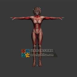 女巨人 肌肉 人體 模型