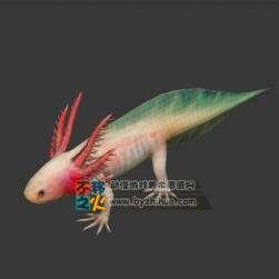 娃娃魚 Max模型  四邊面
