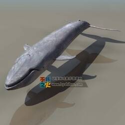 超寫實(shí)鯨魚 3DS模型