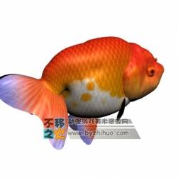 紅色小金魚 Max模型