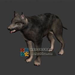 wolf 小狼 Max模型