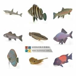 58種魚類大合集 Max模型