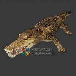 crocodile 鱷魚 MAX模型 四邊面