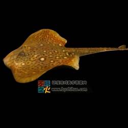 Qui fish 魁魚Max模型