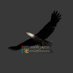 Eagle 老鷹 MAX模型 四邊面