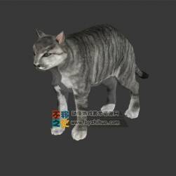 Cat 寫(xiě)實(shí)小貓 MAX模型