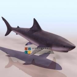 Shark 鯊魚 3DS模型