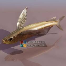 Fish 飛魚3DS模型
