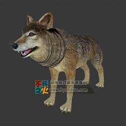 動(dòng)物園之灰狼 Max模型 四邊面