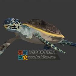 Sea turtle 海龜Max模型 含骨骼