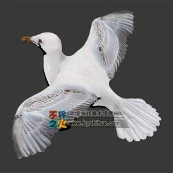 海上飛鳥 海歐 Max模型