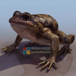 toad 懶蛤蟆 3DS模型