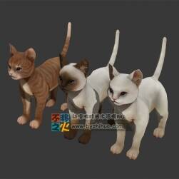 Cat 三只可愛的貓咪 Max模型
