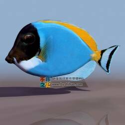熱帶魚2 3DS模型