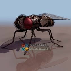 Fly 蒼蠅 3DS模型