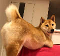 用戶頭像