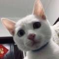 用戶頭像