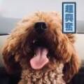用戶頭像