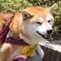 用戶頭像