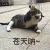 用戶頭像