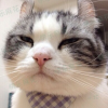 用戶頭像