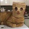 用戶頭像