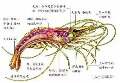 用戶頭像