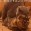 用戶頭像