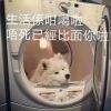 用戶頭像