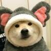 用戶頭像