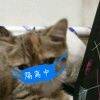 用戶頭像
