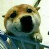 用戶頭像