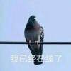 用戶頭像
