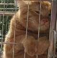 用戶頭像