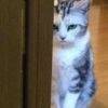用戶頭像