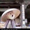 用戶(hù)頭像