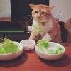 用戶頭像